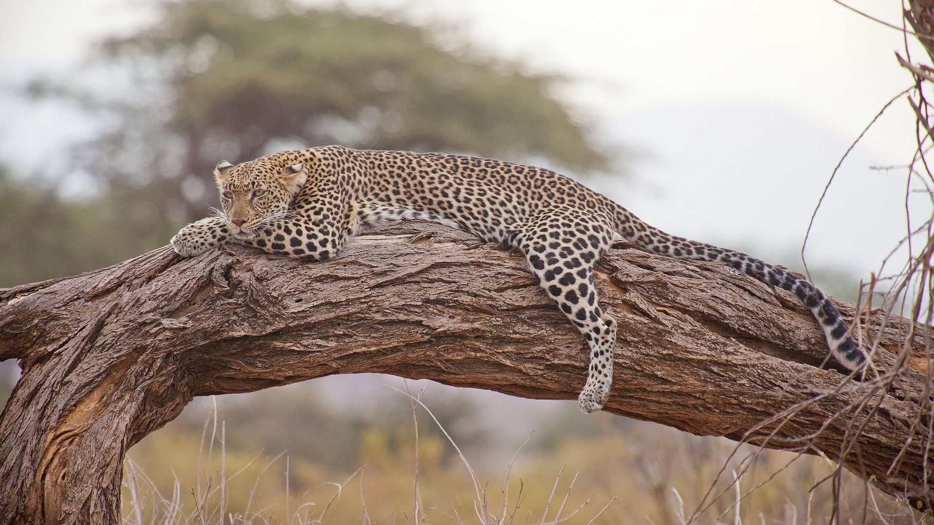 Leopard in Yala National Park, Sri Lanka