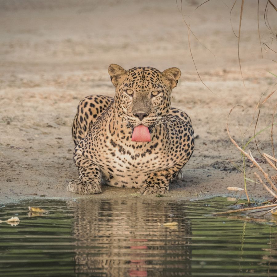 Leopard in Yala National Park, Sri Lanka