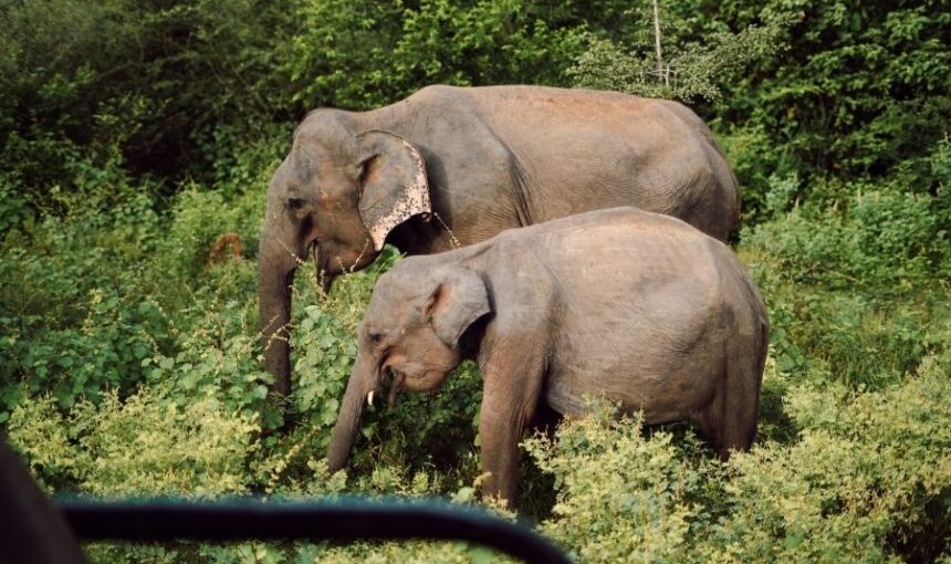 The Ultimate Guide to Experiencing a Sri Lankan Wildlife Safari
